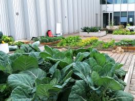 Photo showing vegetables growing in garden in external space on fourth floor of college 