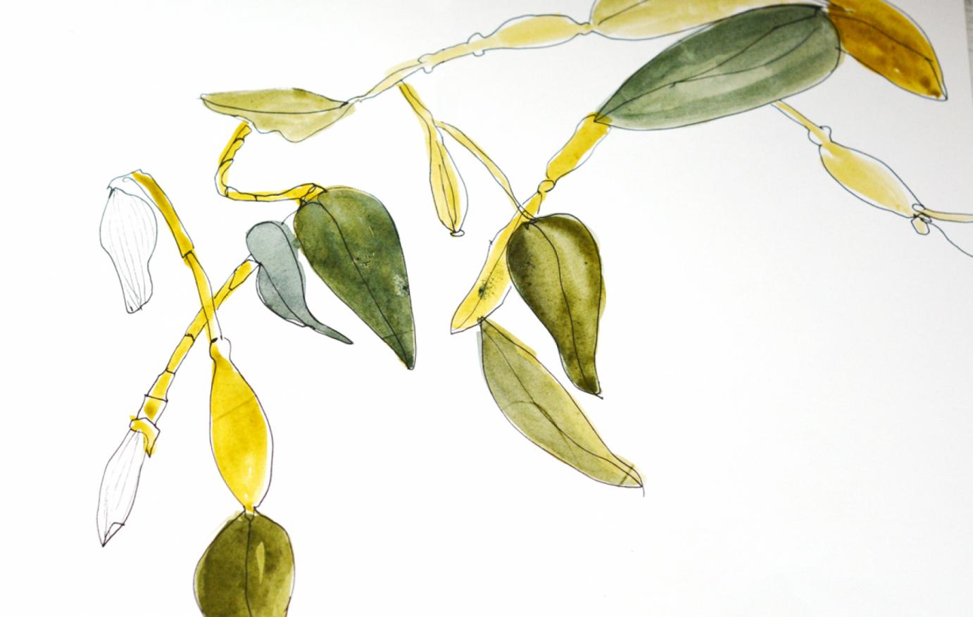 Botanical Drawing and Painting ...