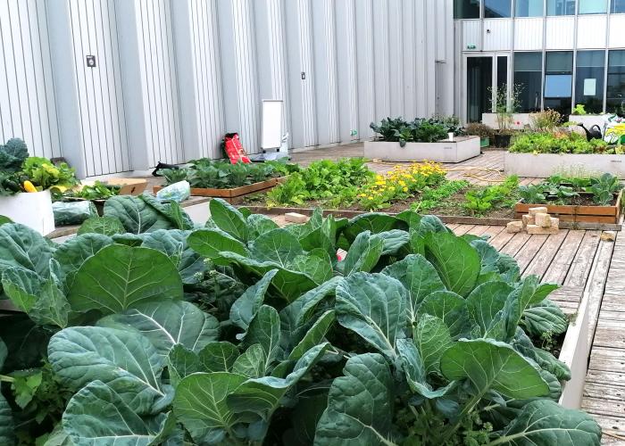 College gardens support learning and environment