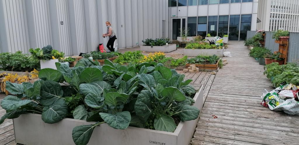 City of Glasgow College, fourth floor garden project at City campus