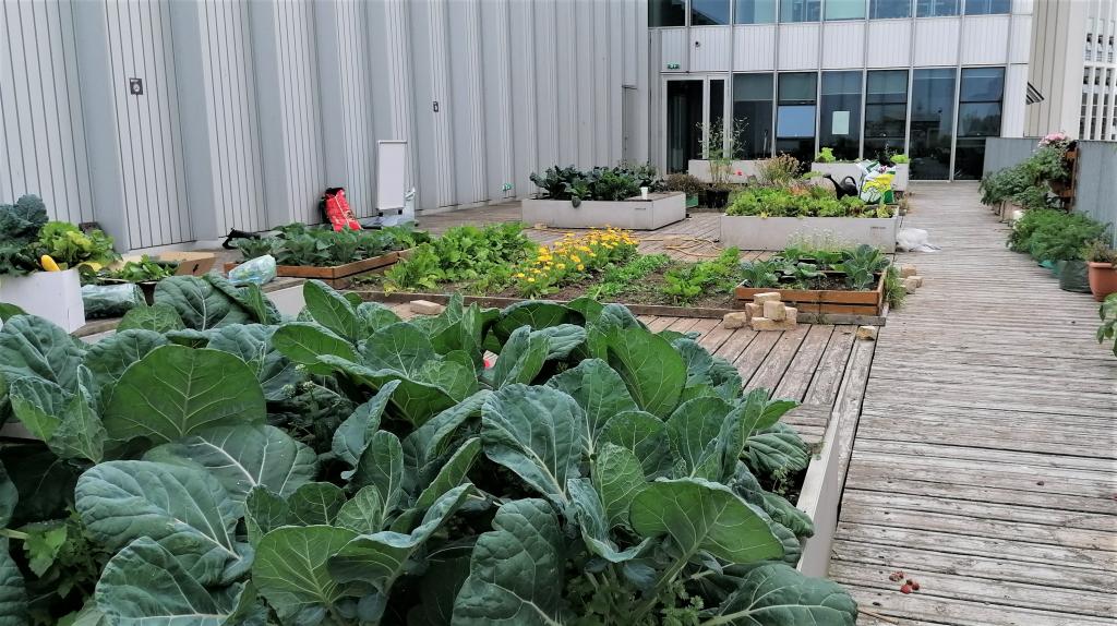 Vegetables growing in raised beds on college fourth floor garden