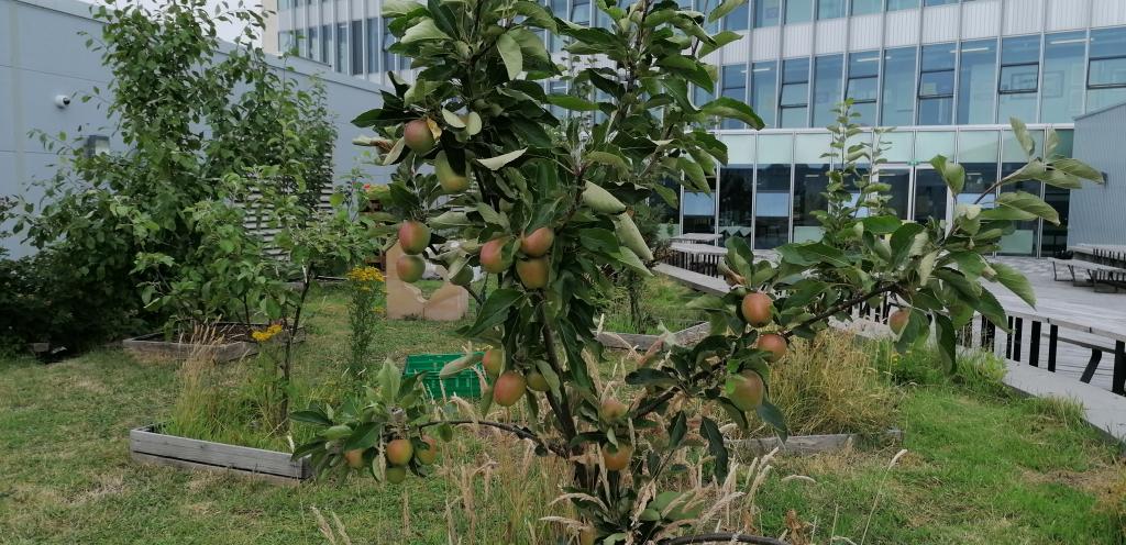 Apple tree on college seventh floor garden