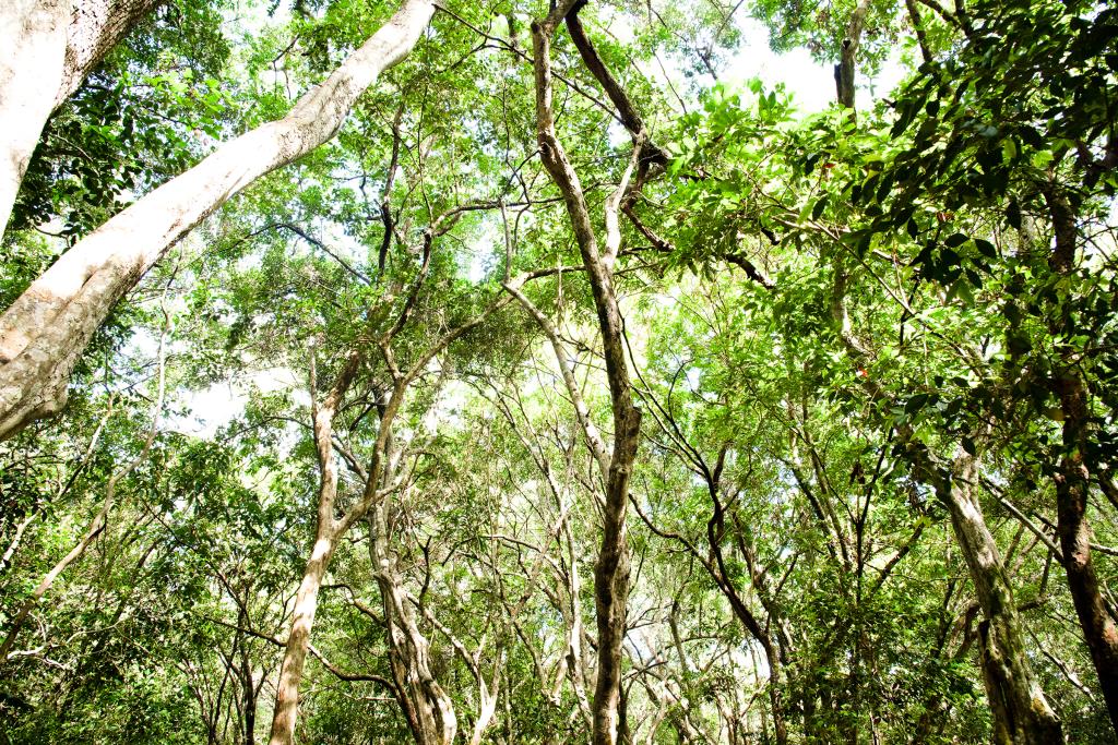 Image by Isabelle Law - Sri Lankan forest canopy