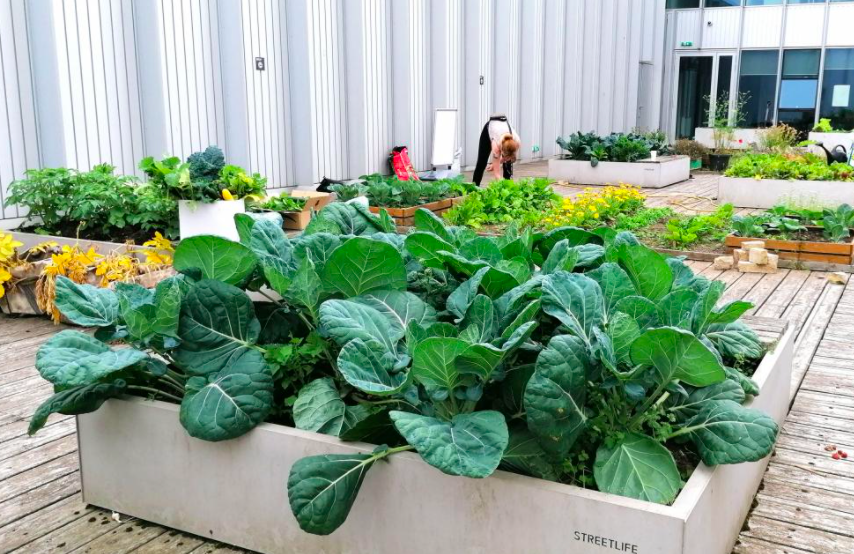 Our City Campus gardens and orchards with a variety of vegetables in raised planters