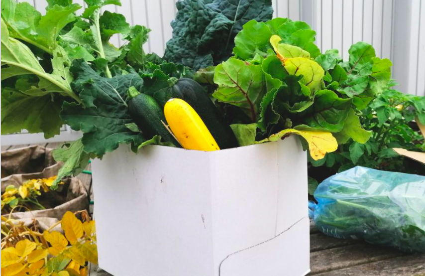 Produce from our City Campus gardens and orchards including green and yellow courgettes.