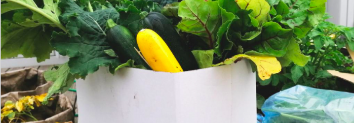 A close up of produce from our gardens at City Campus including yellow and green courgettes.